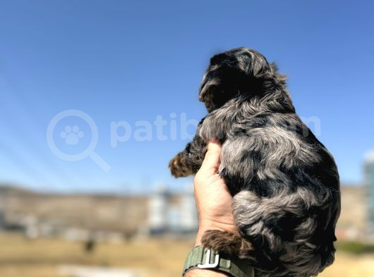 Show Kalite Tea Cup Morkie Yavrularımız  görsel