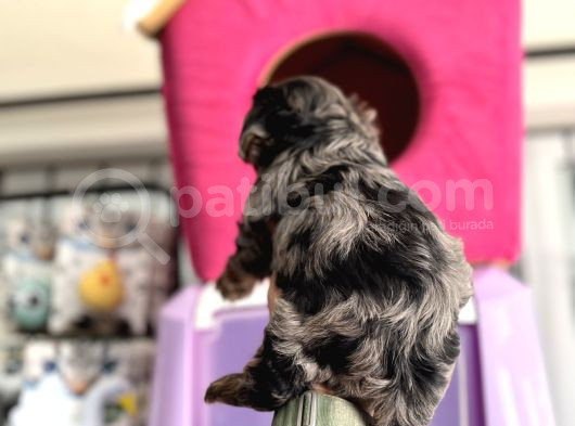 Show Kalite Tea Cup Morkie Yavrularımız  görsel
