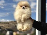 Petmode Köpek Çifrliğinde Ziyarete Açık Pomeranian Yavrular