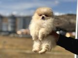 Petmode Köpek Çifrliğinde Ziyarete Açık Pomeranian Yavrular