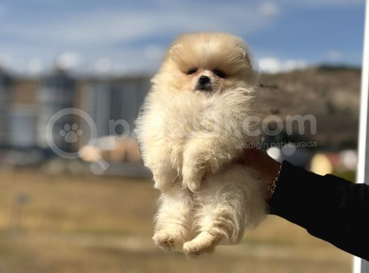 Petmode Köpek Çifrliğinde Ziyarete Açık Pomeranian Yavrular görsel