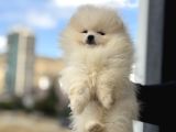 Petmode Köpek Çifrliğinde Ziyarete Açık Pomeranian Yavrular