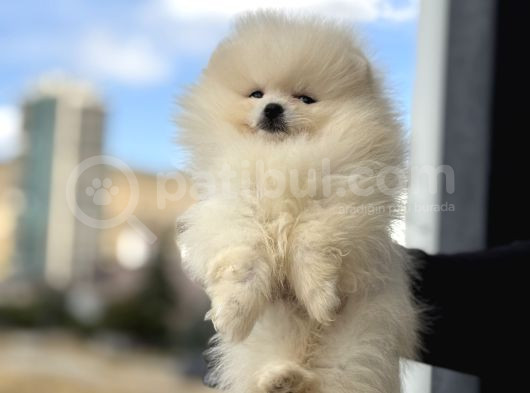 Petmode Köpek Çifrliğinde Ziyarete Açık Pomeranian Yavrular görsel