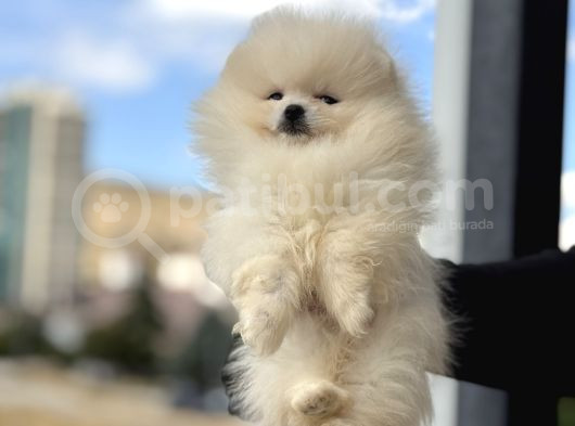 Petmode Köpek Çifrliğinde Ziyarete Açık Pomeranian Yavrular görsel
