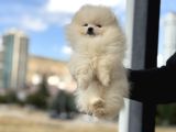 Petmode Köpek Çifrliğinde Ziyarete Açık Pomeranian Yavrular