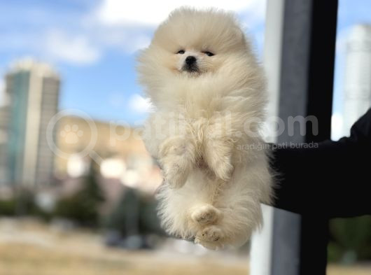 Petmode Köpek Çifrliğinde Ziyarete Açık Pomeranian Yavrular görsel