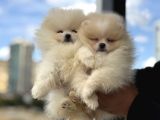 Petmode köpek çifrliğinde ziyarete açık pomeranian yavrular