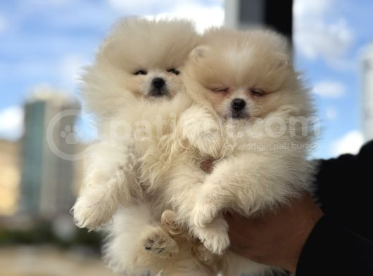 Petmode Köpek Çifrliğinde Ziyarete Açık Pomeranian Yavrular