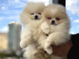 Petmode Köpek Çifrliğinde Ziyarete Açık Pomeranian Yavrular