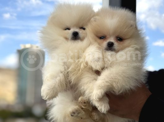 Petmode Köpek Çifrliğinde Ziyarete Açık Pomeranian Yavrular görsel