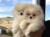 Petmode Köpek Çifrliğinde Ziyarete Açık Pomeranian Yavrular