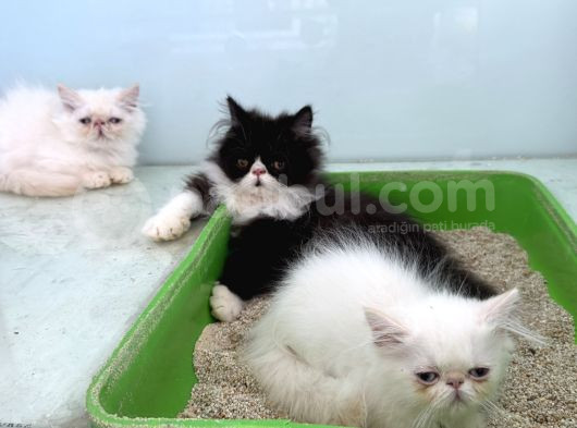Show Kalite Safkan Persian Yavrularımız Ziyarete Açık görsel