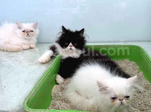 Show Kalite Safkan Persian Yavrularımız Ziyarete Açık görsel