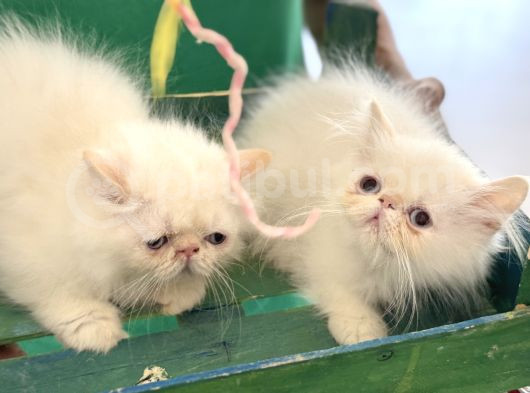 Show Kalite Safkan Persian Yavrularımız Ziyarete Açık görsel