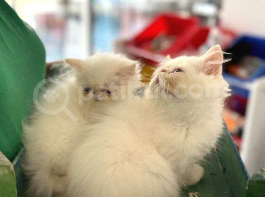 Show Kalite Safkan Persian Yavrularımız Ziyarete Açık görsel
