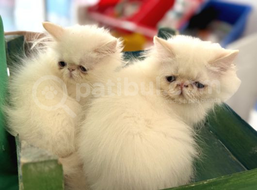 Show Kalite Safkan Persian Yavrularımız Ziyarete Açık