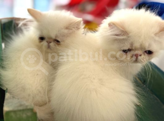 Show Kalite Safkan Persian Yavrularımız Ziyarete Açık görsel