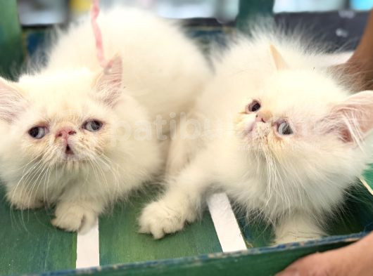 Show Kalite Safkan Persian Yavrularımız Ziyarete Açık görsel
