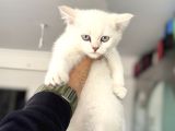 Çok Özel Beyaz Mavi Gözlü Dişi British Shorthair Yavrumuz