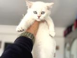 Çok Özel Beyaz Mavi Gözlü Dişi British Shorthair Yavrumuz