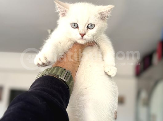 Çok Özel Beyaz Mavi Gözlü Dişi British Shorthair Yavrumuz görsel