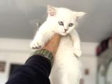 Çok Özel Beyaz Mavi Gözlü Dişi British Shorthair Yavrumuz