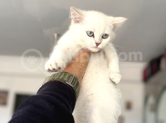 Çok Özel Beyaz Mavi Gözlü Dişi British Shorthair Yavrumuz görsel