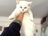 Çok Özel Beyaz Mavi Gözlü Dişi British Shorthair Yavrumuz