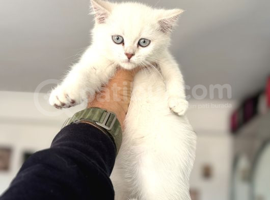 Çok Özel Beyaz Mavi Gözlü Dişi British Shorthair Yavrumuz görsel