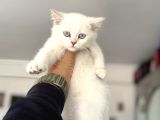 Çok Özel Beyaz Mavi Gözlü Dişi British Shorthair Yavrumuz