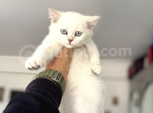 Çok Özel Beyaz Mavi Gözlü Dişi British Shorthair Yavrumuz görsel