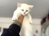 Çok Özel Beyaz Mavi Gözlü Dişi British Shorthair Yavrumuz