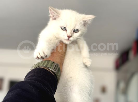 Çok Özel Beyaz Mavi Gözlü Dişi British Shorthair Yavrumuz görsel