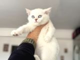 Çok Özel Beyaz Mavi Gözlü Dişi British Shorthair Yavrumuz