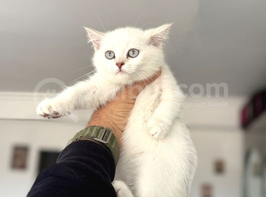 Çok Özel Beyaz Mavi Gözlü Dişi British Shorthair Yavrumuz görsel