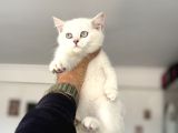 Çok özel beyaz mavi gözlü dişi British shorthair yavrumuz