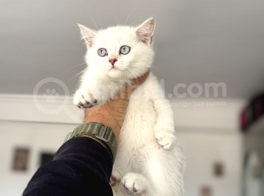 Çok Özel Beyaz Mavi Gözlü Dişi British Shorthair Yavrumuz