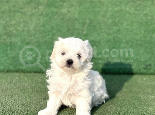 Maltese Bebekler