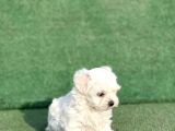 Maltese Bebekler