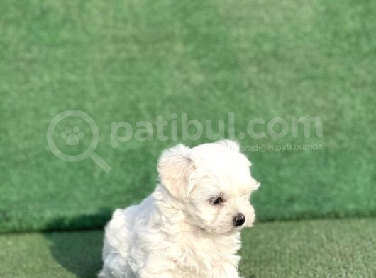 Maltese Bebekler görsel
