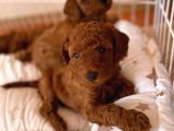 Toy poodle brown yavrular
