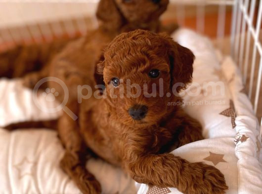 Toy Poodle Brown Yavrular