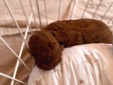 Toy Poodle Brown Yavrular