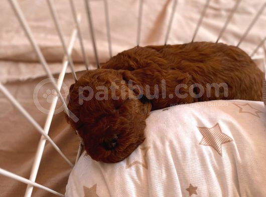 Toy Poodle Brown Yavrular görsel