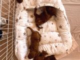 Toy Poodle Brown Yavrular