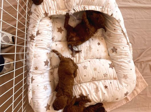 Toy Poodle Brown Yavrular görsel