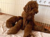 Toy Poodle Brown Yavrular