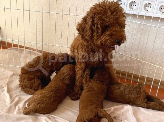 Toy Poodle Brown Yavrular görsel