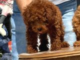 Petmode Köpek Çiftliğinde Ziyarete Açık Redbrown Toy Poodle