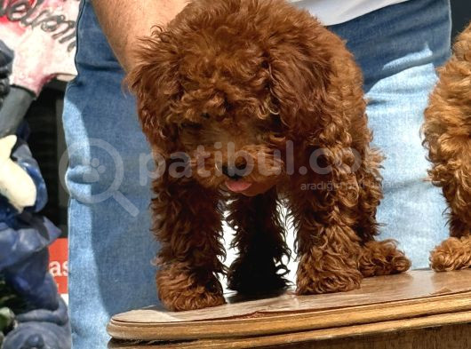 Petmode Köpek Çiftliğinde Ziyarete Açık Redbrown Toy Poodle görsel